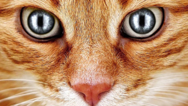 Chat : le syndrome du tigre. Credit: Pixabay/Alexas photo