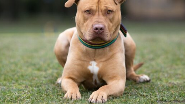 Un american pitbull terrier ha aggredito i proprietari.