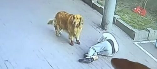 Idoso foi atingido por um gato enquanto passeava com seu cachorro. (Reprodução/Twitter)
