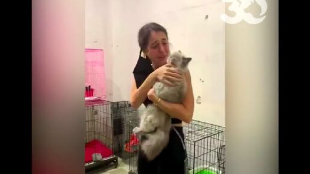 Plus de 100 animaux ont pu retrouver leur famille grâce aux associations, source : capture Youtube - 30millionsdamis