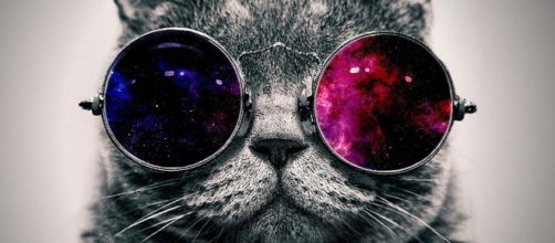 Gato con Gafas Fondo de Pantalla | Gato con lentes, Gato con gafas ... - pinterest.com
