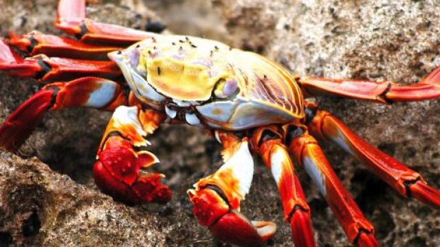 Cancro, previsioni astrali di agosto.