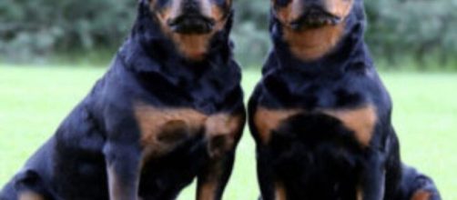 Bologna: due gemelli di sei anni aggrediti da due cani, uno è grave.