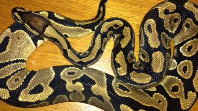 Verbano, va nel bagno dell'azienda e dal water esce un pitone: l'episodio accaduto a Baveno, sul Lago Maggiore.