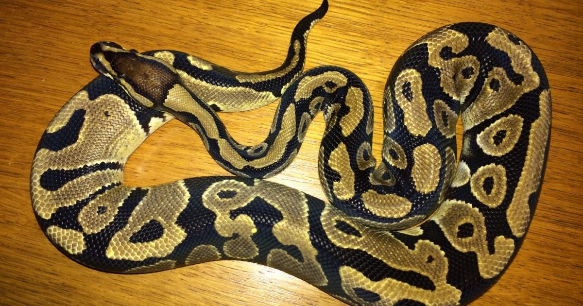 Verbano, va nel bagno di un'azienda a Baveno e nel water trova un