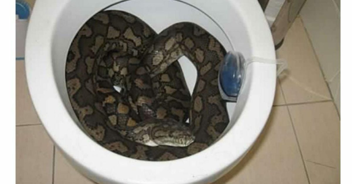 Verbano, entra nella toilette dell'azienda e trova un pitone