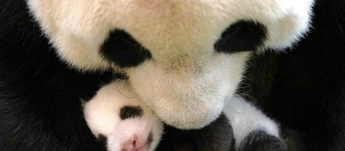 Usa, Washington: nasce cucciolo di panda gigante.