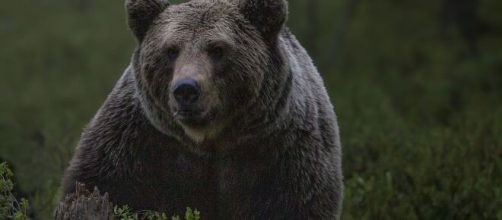 Trentino: orso aggredisce carabiniere, catturato dal Corpo forestale