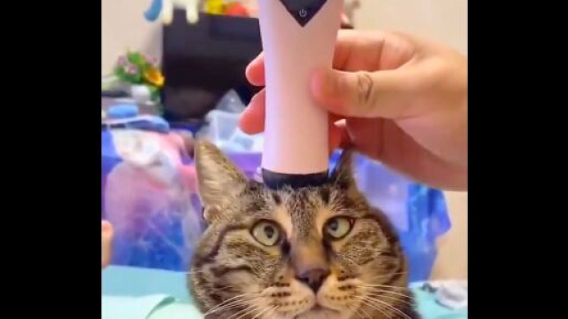 La vidéo postée sur un compte dédié aux animaux a fait le tour du monde, source : capture - Twitter