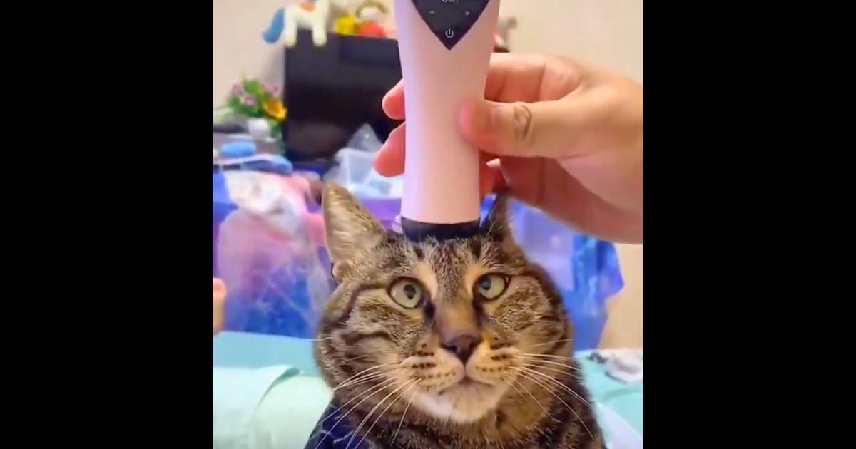 Chat Une Video D Une Chatte Qui Profite De Massages Au Vibromasseur Fait Le Buzz