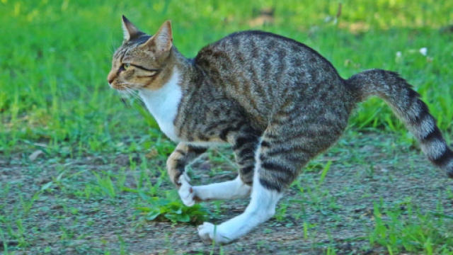Chat : son quart d'heure de folie expliqué. Credit: Pixabay/ Rihaijd