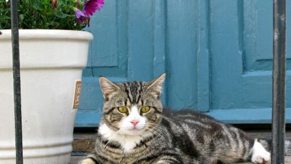 Un Chat Reveille Ses Maitres En Pleine Nuit Pour Les Sauver D Un Incendie