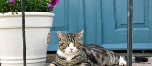 Un Chat Reveille Ses Maitres En Pleine Nuit Pour Les Sauver D Un Incendie