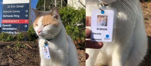 Elwood a obtenu son badge d'identification pour devenir agent de sécurité de cet hôpital australien, source : montage capture - Facebook