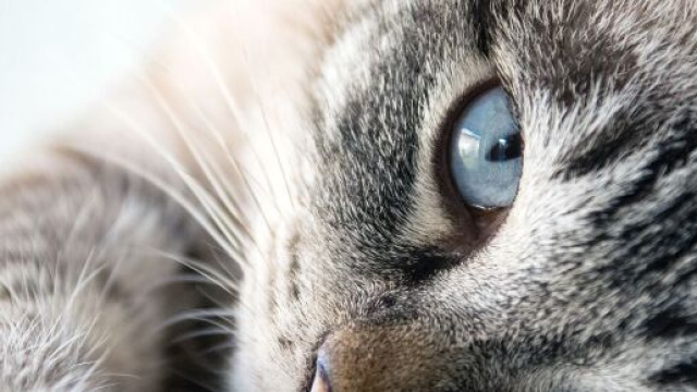 Chat : il ne suffit pas de le connaitre pour créer un lien fort avec lui