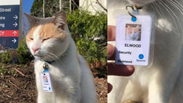 Elwood a obtenu son badge d'identification pour devenir agent de sécurité de cet hôpital australien, source : montage capture - Facebook