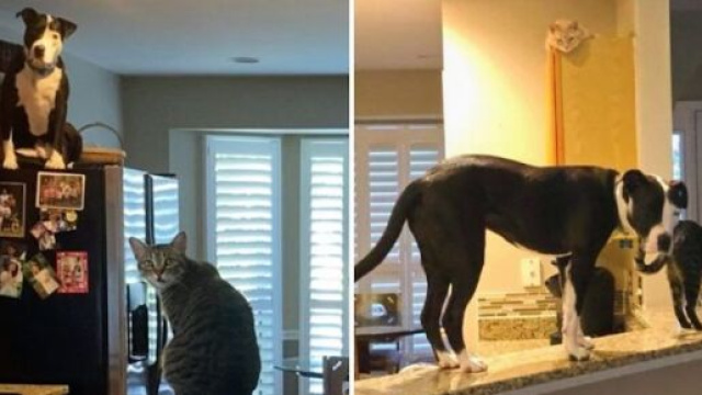 Les nouveaux propriétaires du pitbull Mako publie régulièrement ses aventures sur Instagram, source : capture - Les Crieurs du Web