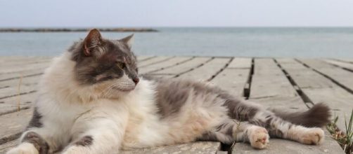 Pourquoi mon chat est distant à mon retour de vacances ? - Photo Pixabay