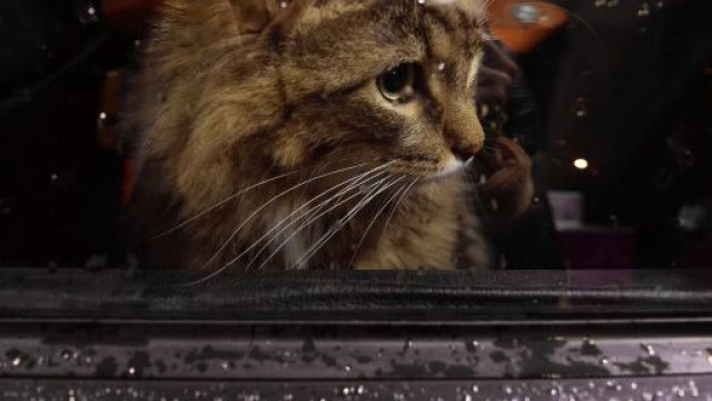 Le petit animal de compagnie n'a pas survécu à cette chute, source : image d'illustration - Pixabay