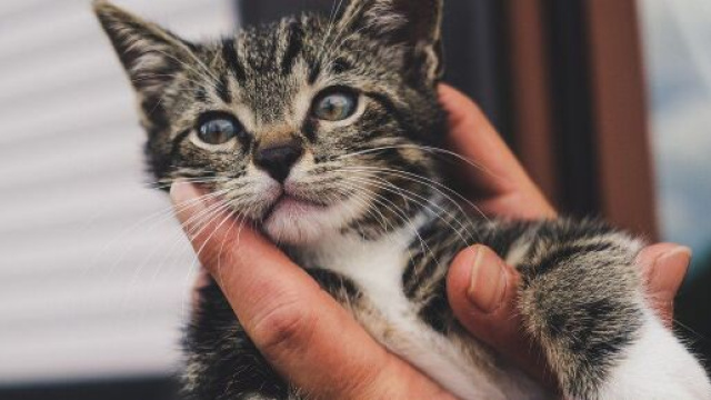 Vous auriez plus d'affection pour les chats que pour l'homme et c'est normal - Photo Pixabay