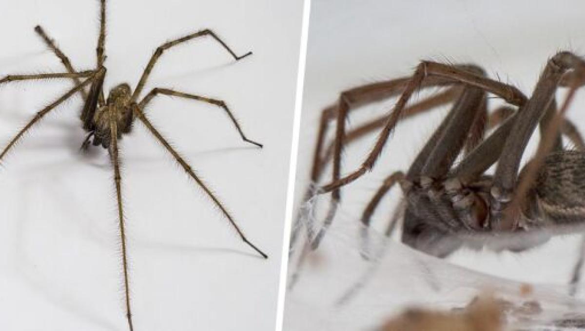 Les Araignees Les Plus Courantes Dans Les Habitations