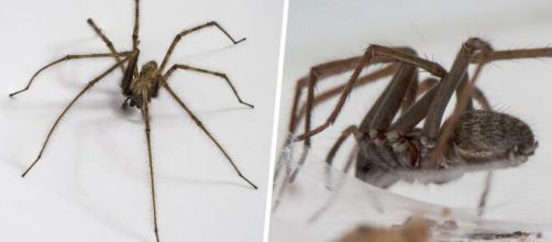 Des araignées géantes folles de sexe envahissent les maison - photo capture d'écran ipnoze facebook