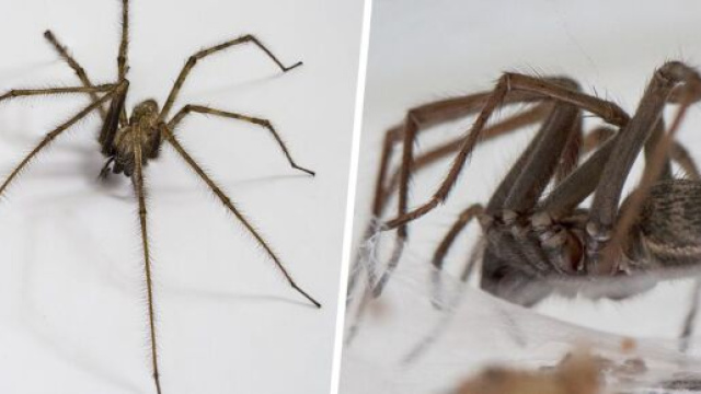 Des araignées géantes folles de sexe envahissent les maison - photo capture d'écran ipnoze facebook
