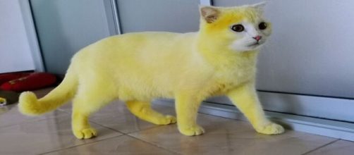 Le pelage du chat est complètement passé à la couleur jaune en quelques heures, source : capture - Facebook