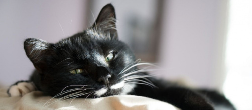 Dormir avec son chat serait plus apaisant que de dormir avec son conjoint - photo Pixabay