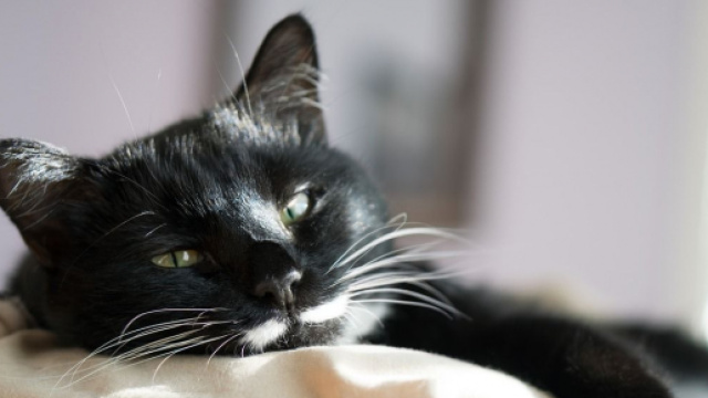 Dormir avec son chat serait plus apaisant que de dormir avec son conjoint - photo Pixabay