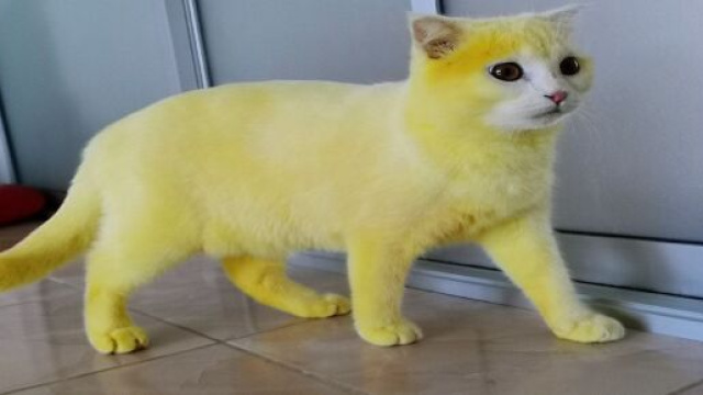 Le pelage du chat est complètement passé à la couleur jaune en quelques heures, source : capture - Facebook