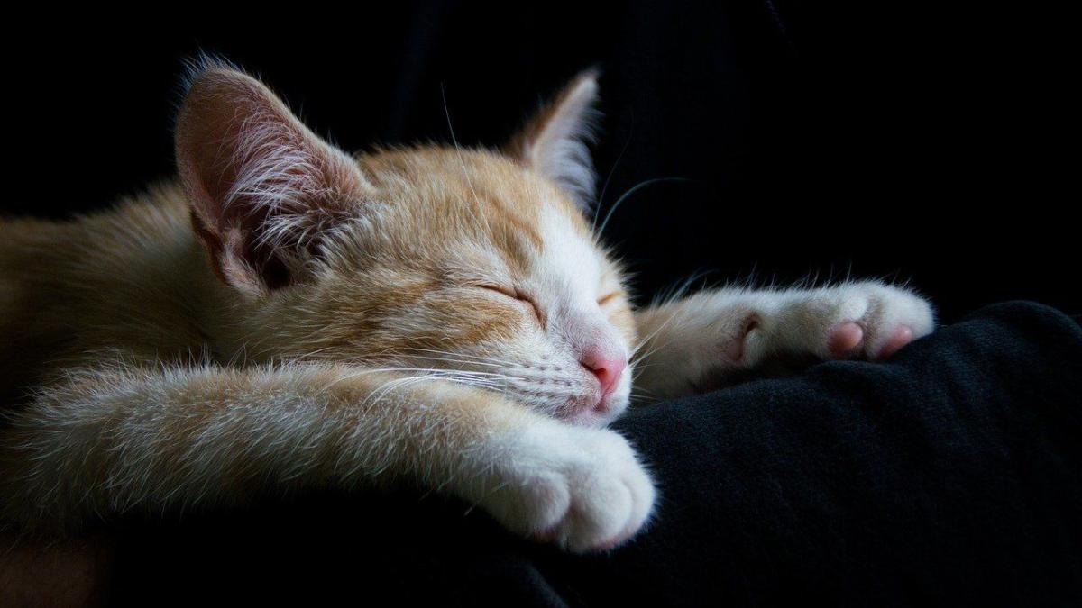 Chat S Il Vous Reveille La Nuit Ce N Est Pas Uniquement Parce Qu Il A Faim