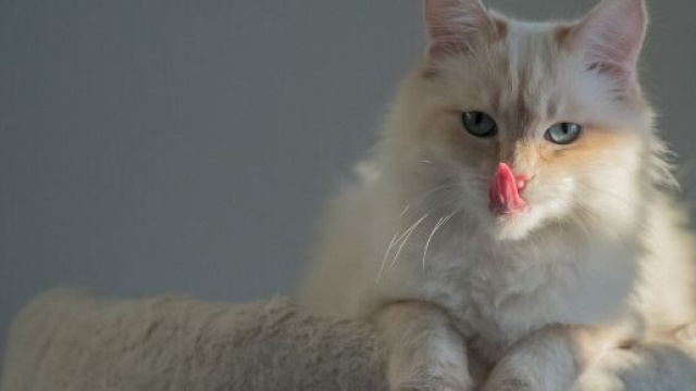 Pourquoi votre chat meurt avant vous ? - Photo Pixabay