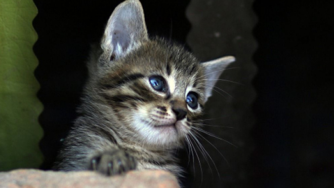 Comment savoir si mon chat pète ? - Photo Pixabay