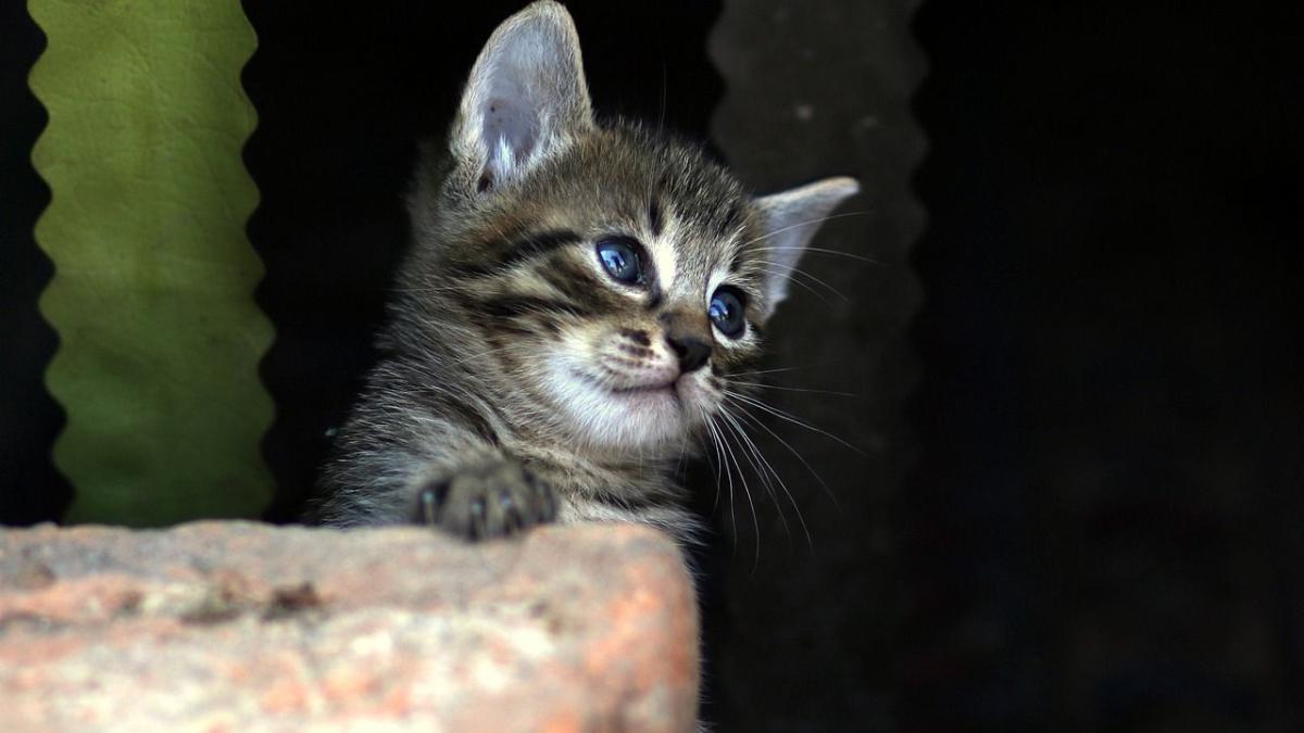 Chat Ce N Est Pas Parce Que Vous N Entendez Rien Qu Il Ne Pete Pas