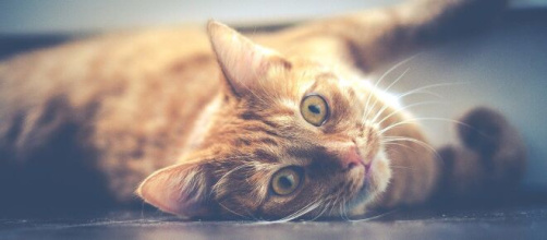 Chat s'il vous suit jusqu'aux toilettes ce n'est pas parce qu'il veut tout contrôler - Photo Pixabay