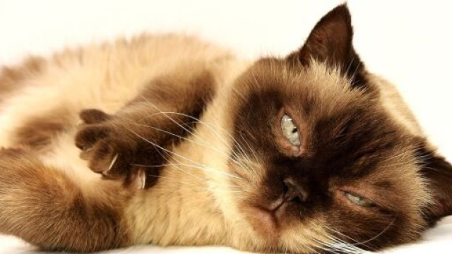 chat pourquoi dort-il que d'un oeil ? - Photo Pixabay