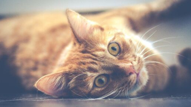 Chat s'il vous suit jusqu'aux toilettes ce n'est pas parce qu'il veut tout contr&ocirc;ler - Photo Pixabay