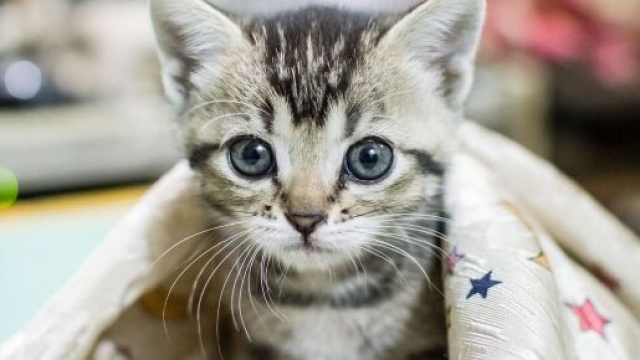 chat : sa personnalit&eacute; serait influenc&eacute;e par celle de son humain - Photo pixabay