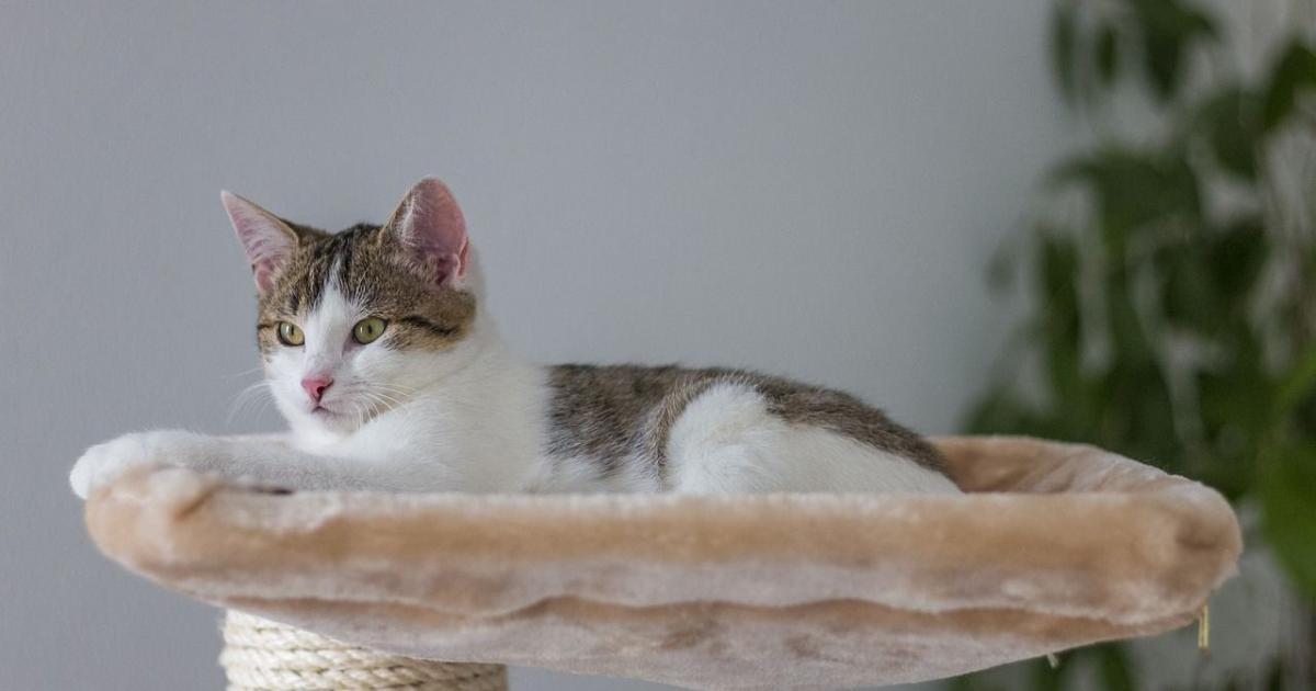 Combien De Temps Pour Que 2 Chats S'acceptent Chat : ce n'est pas uniquement son caractère qui détermine le temps qu