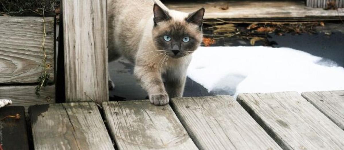 Chat S Il Vous Leche Les Cheveux Ce N Est Pas Seulement Par Souci De Proprete