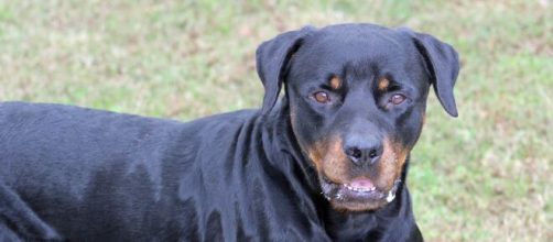 Brindisi, esce di casa e viene azzannata alla maglia da un cane: spavento per una donna.