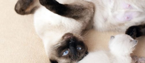 chat s'il vous montre son ventre ce n'est pas pour avoir des caresses - Photo Pixabay