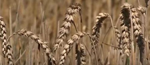 Europe Drought: Farmers warn hot weather will affect harvest. [Image source/TRT World YouTube video]