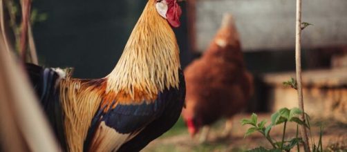 Lodi, il gallo canta troppo presto al mattino, vicini chiamano i vigili: multato un pensionato.