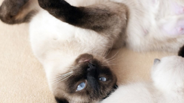 chat s'il vous montre son ventre ce n'est pas pour avoir des caresses - Photo Pixabay