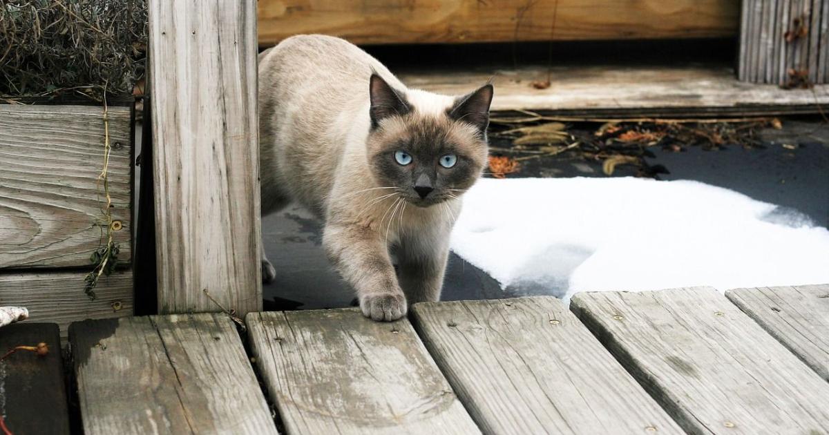 Mon Chaton Me Lèche Les Cheveux Chat : s'il vous lèche les cheveux, ce n'est pas seulement par souci de