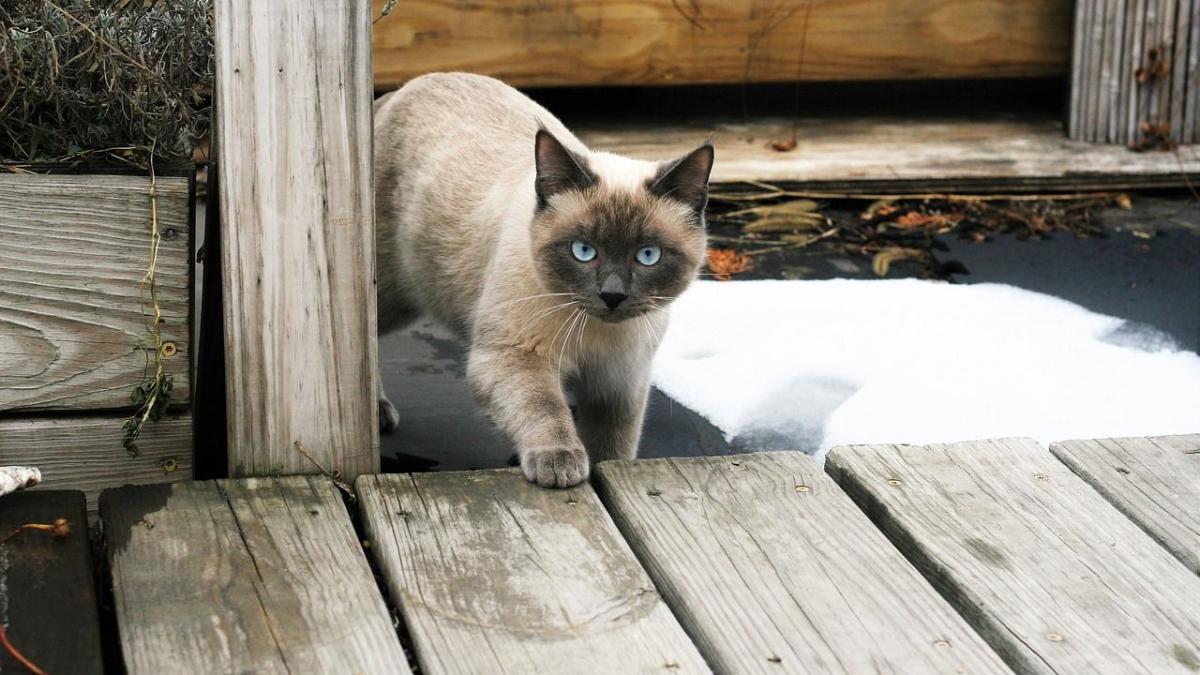 Chat S Il Vous Leche Les Cheveux Ce N Est Pas Seulement Par Souci De Proprete