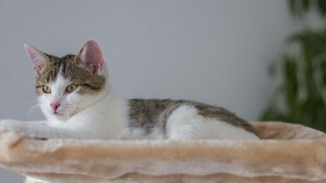 Chat il existe de nombreuses précautions à prendre avant de le laisser seul - Photo Pixabay
