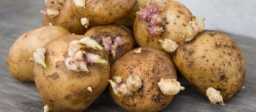 La OCU advierte que consumir patatas con brotes puede ser peligroso para la salud.